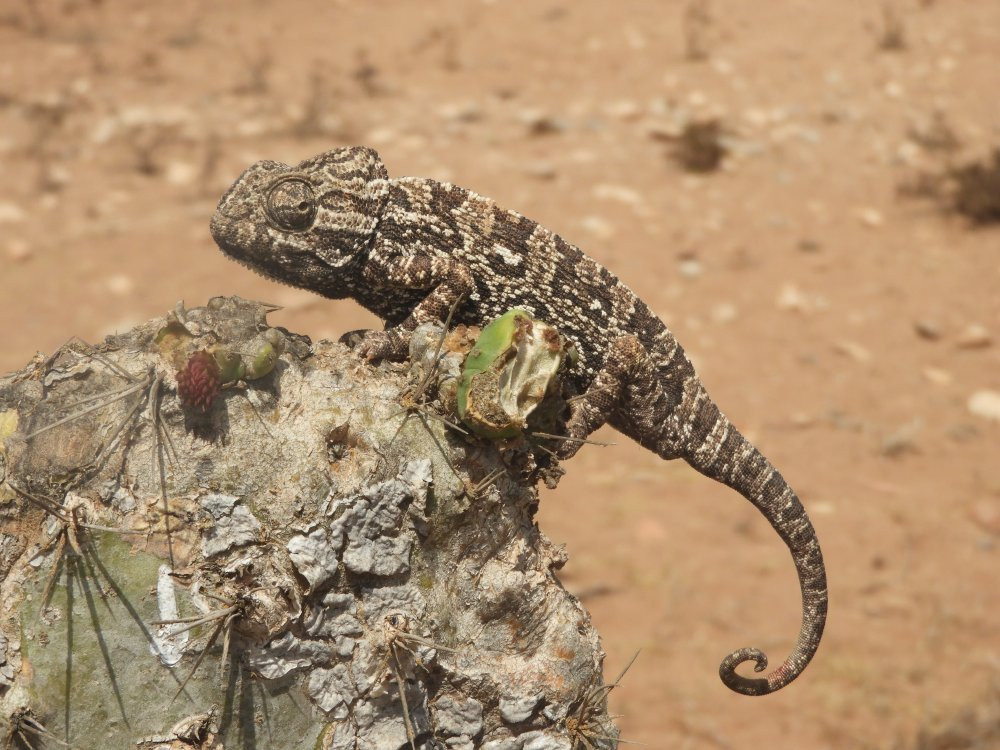 Guide Lahcen-Sidi R'bat必去景点