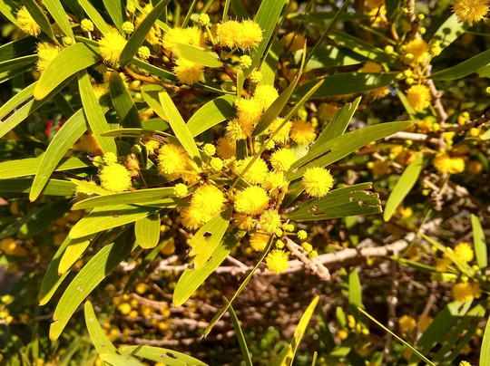 Mau'uame Trail Trailhead-Kahala必去景点