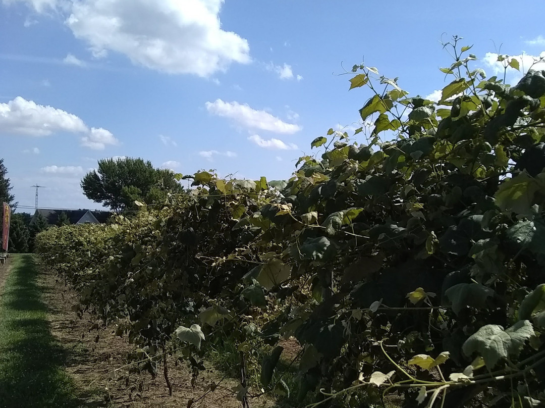 Blue Barn Winery-Wooster必去景点