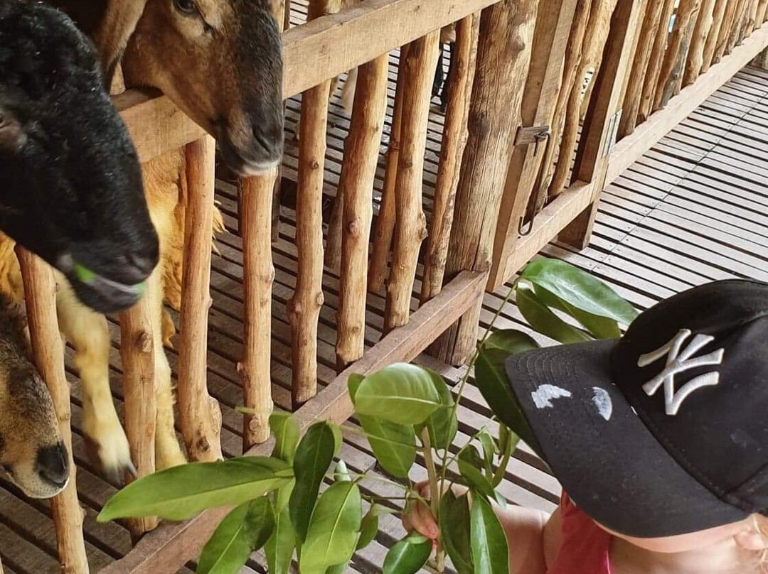 Purina Sheep Farm-帕岸岛必去景点