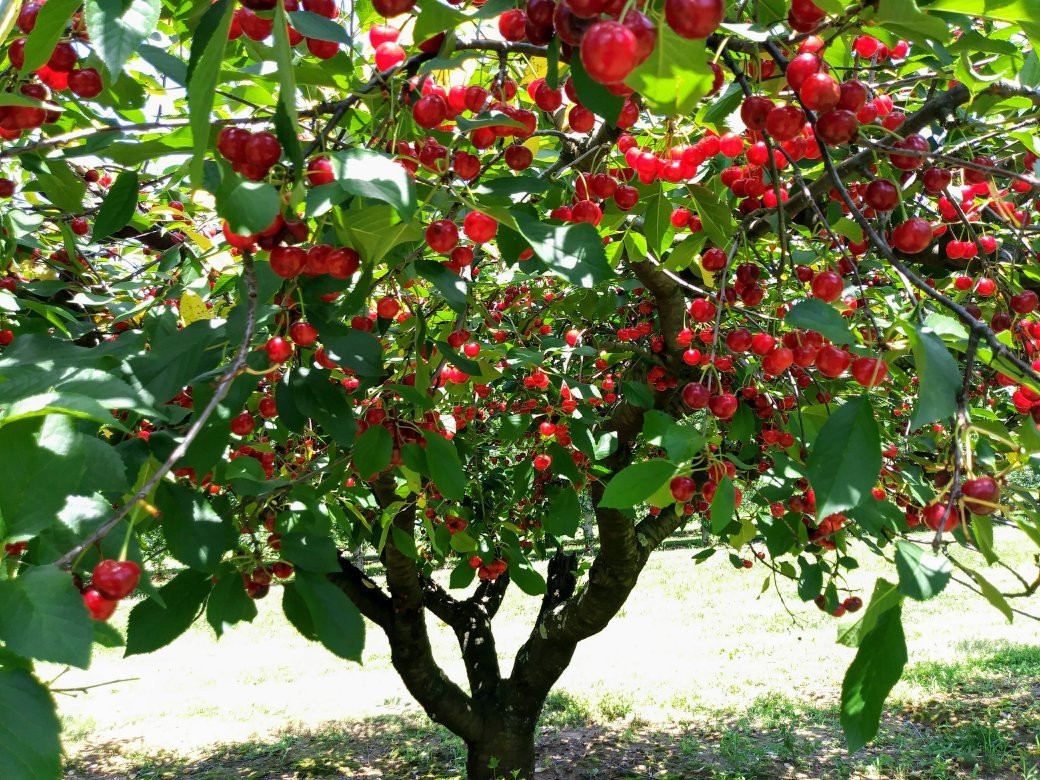 Battleview Orchards Country Store景点图片