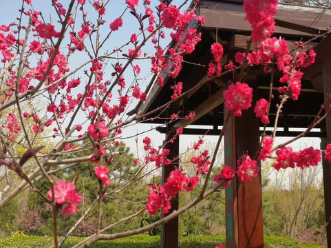 北宫国家森林公园-北京市必去景点