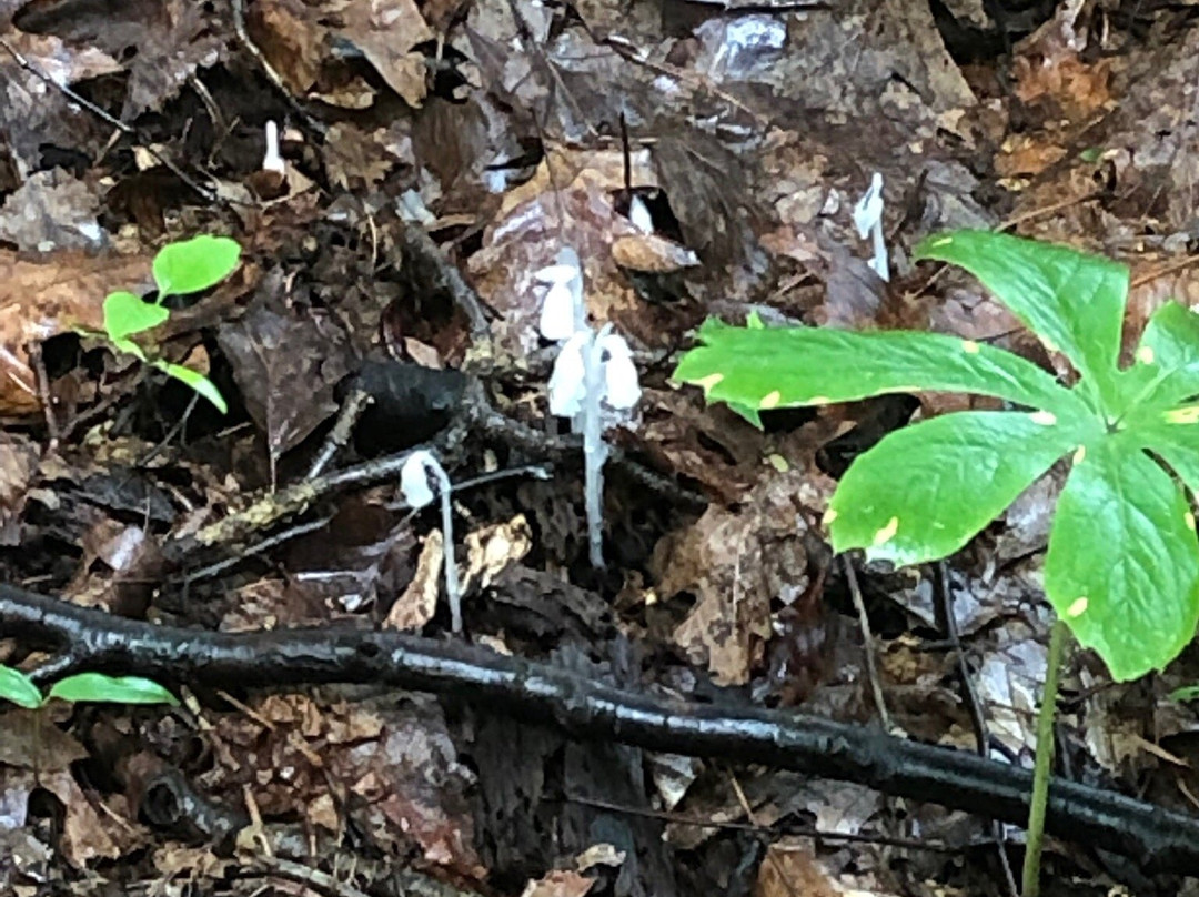 Natural Lands' Mariton Wildlife Sanctuary-Riegelsville必去景点