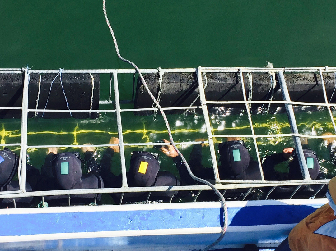 Supreme Sharks-Kleinbaai必去景点