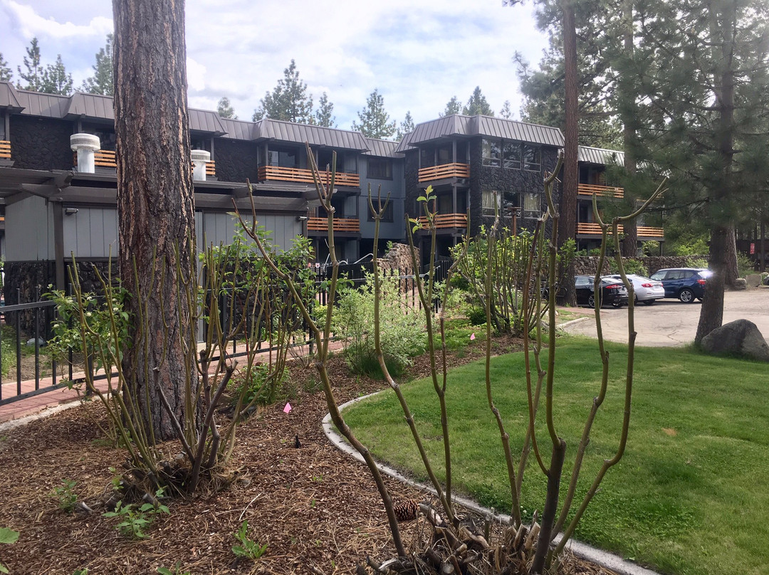 Hotel Azure Tahoe主图