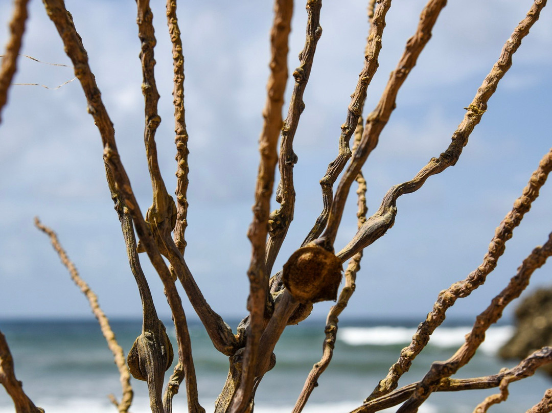 Bathsheba Beach-Bathsheba必去景点