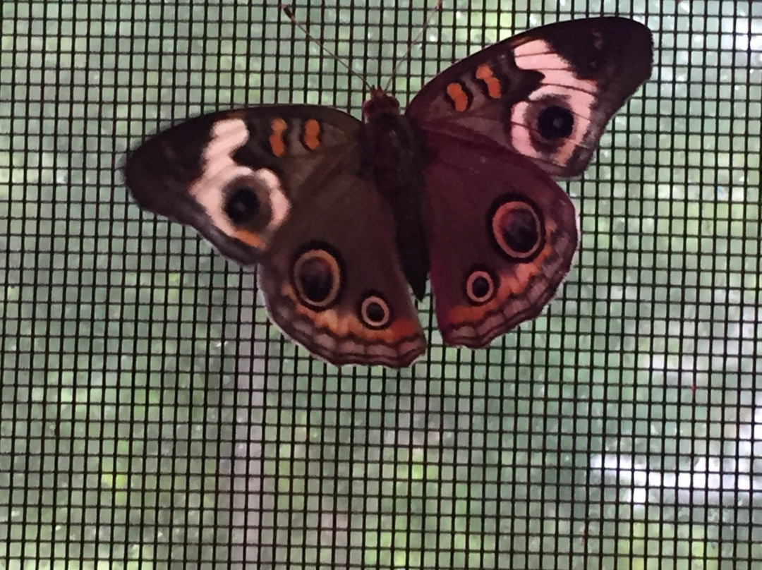 Bear Mountain Butterfly Sanctuary景点图片