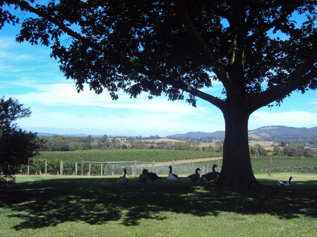 Yarra Valley Private Group Tours景点图片