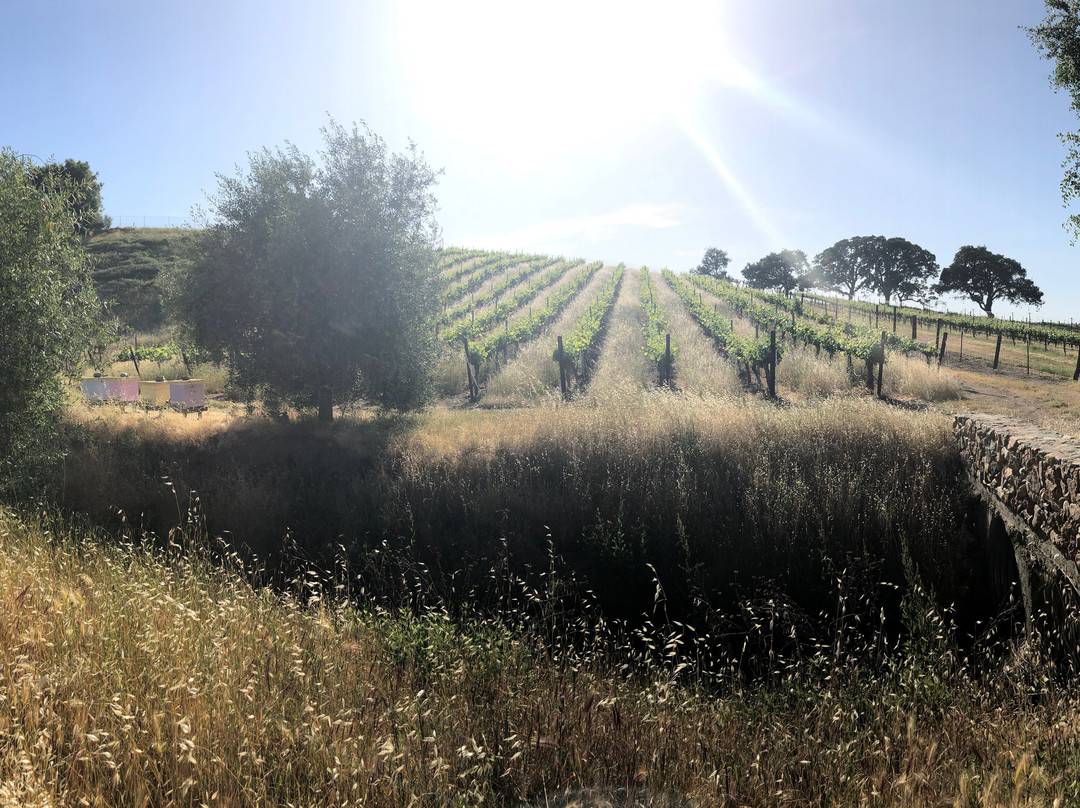 Bent Creek Winery景点图片
