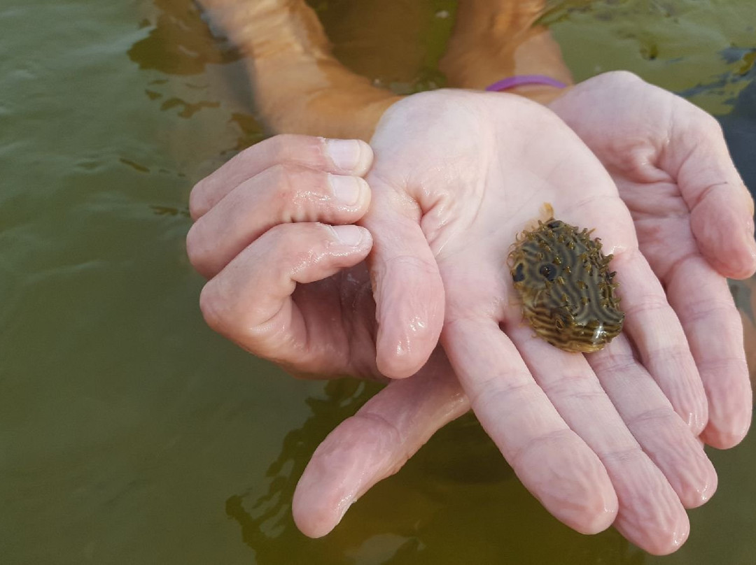 Destin Excursions-华尔顿堡滩必去景点