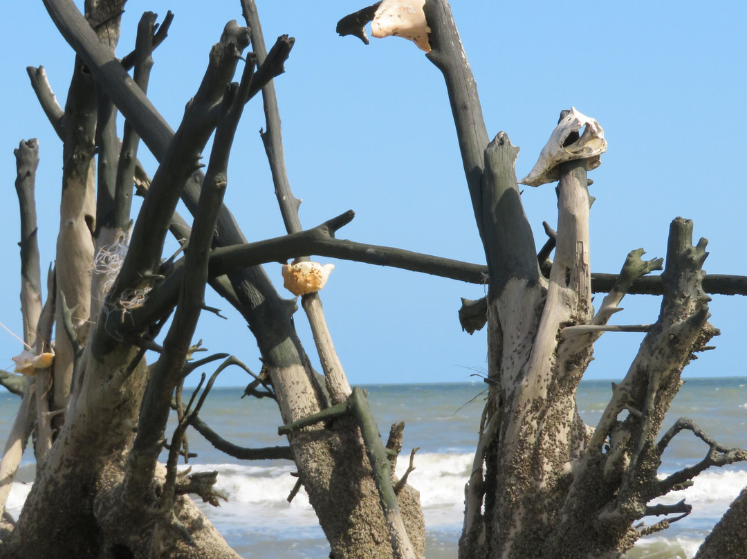 Botany Bay Plantation Heritage Preserve/ Wildlife Management Area景点图片