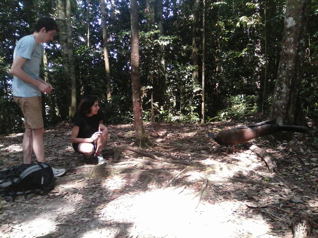 Bukit Lawang Eco-Jungle-Tours-武吉拉旺必去景点