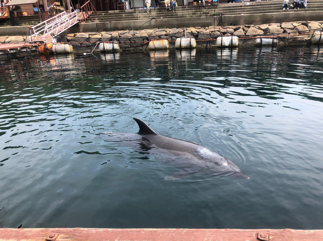 Janohire Dolphin Farm-南淡路市必去景点