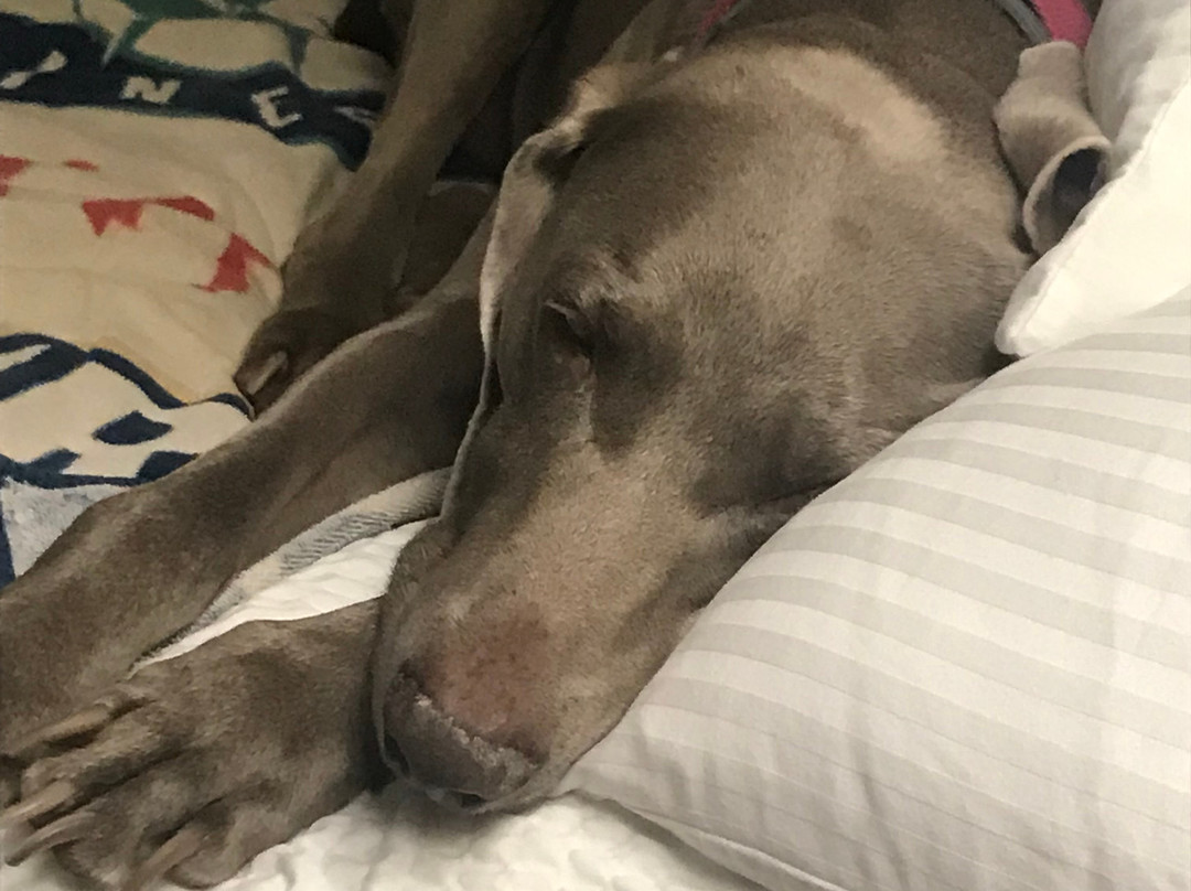 提拉穆克阿什利旅馆主图