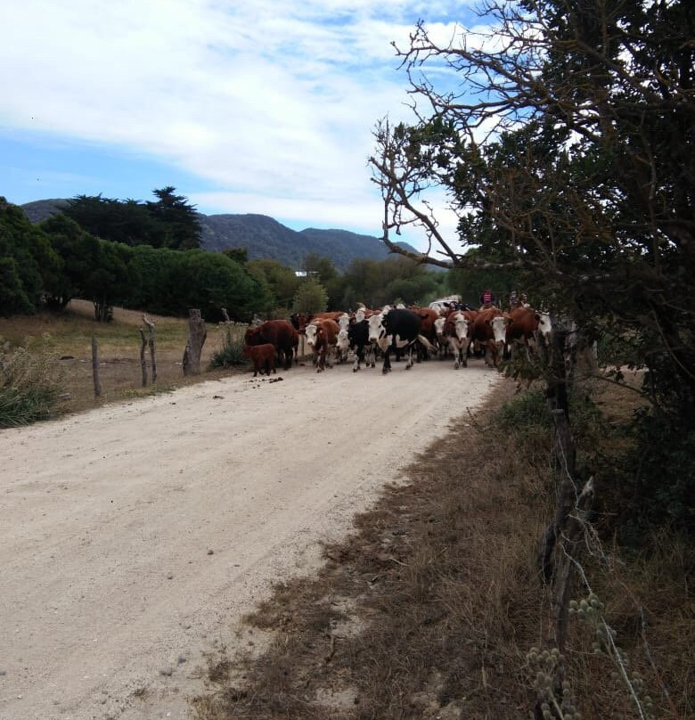 Isla Mocha-Tirua必去景点