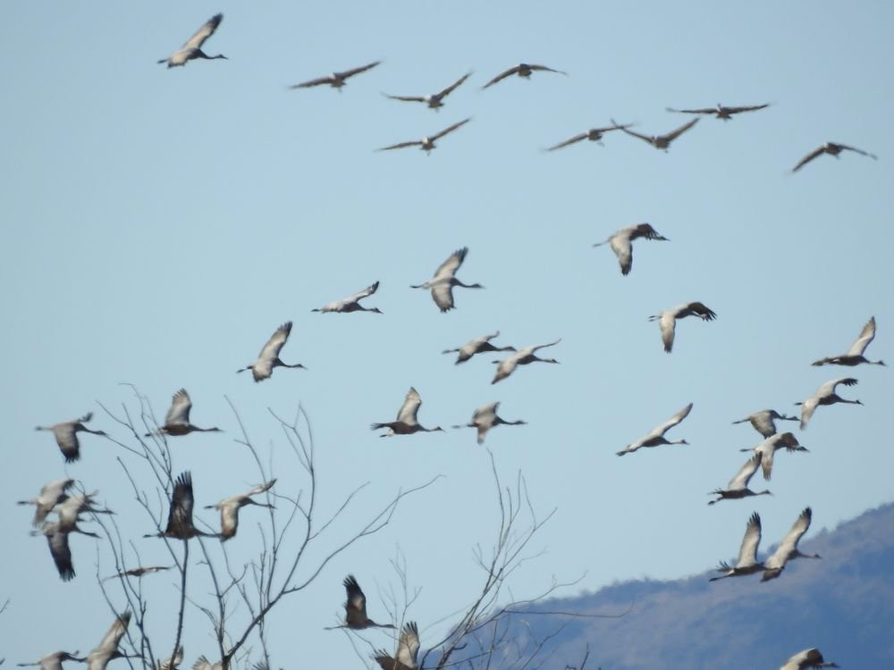 Cochise Lake-Willcox必去景点
