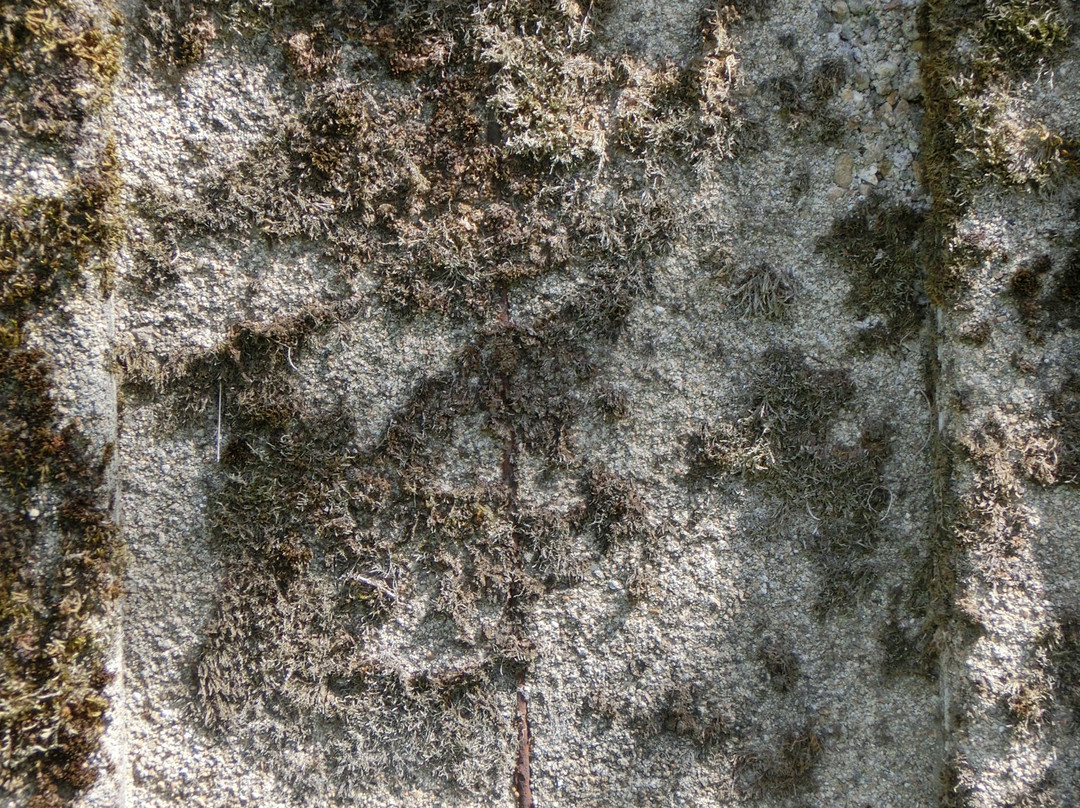 Safov旅游攻略图片