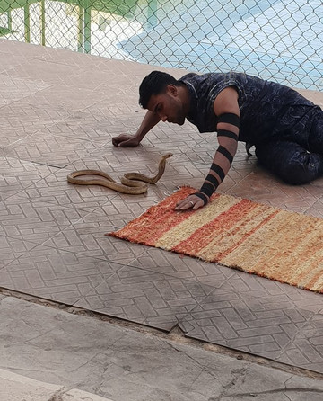 Crocodile Show-沙姆沙伊赫必去景点