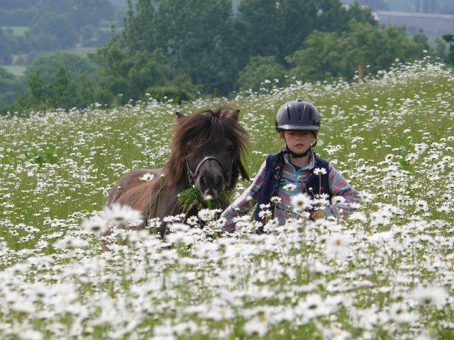 Shetland Pony Club景点图片