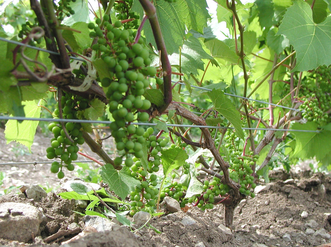 Lacey Estates Winery景点图片