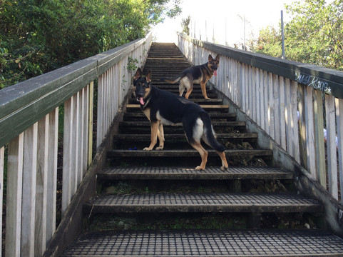 Big King Reserve-奥克兰必去景点