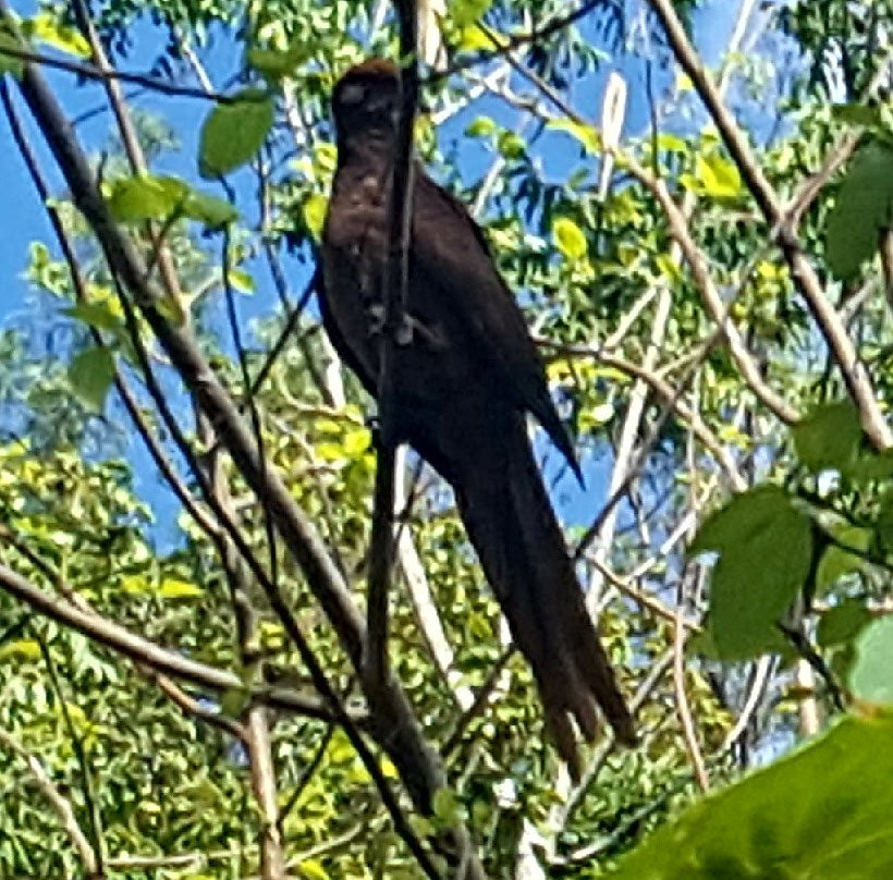 Airlie Creek Track-艾尔利滩必去景点