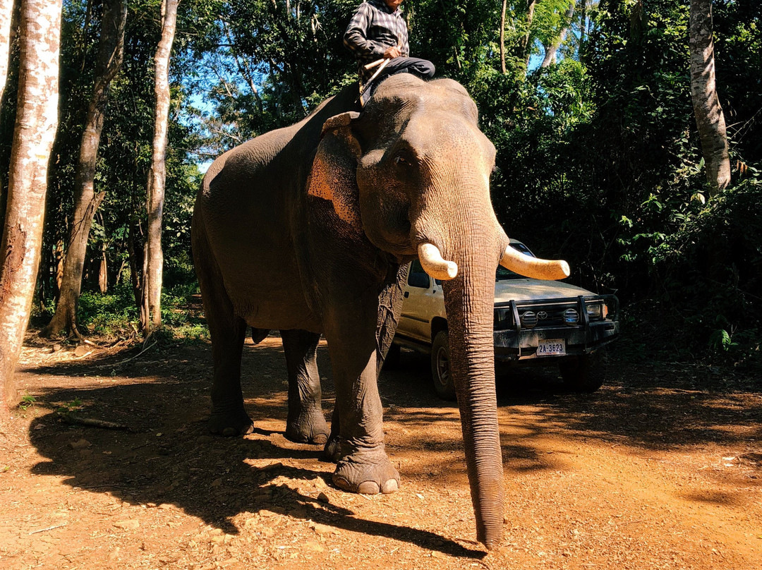Airavata Elephant Foundation景点图片