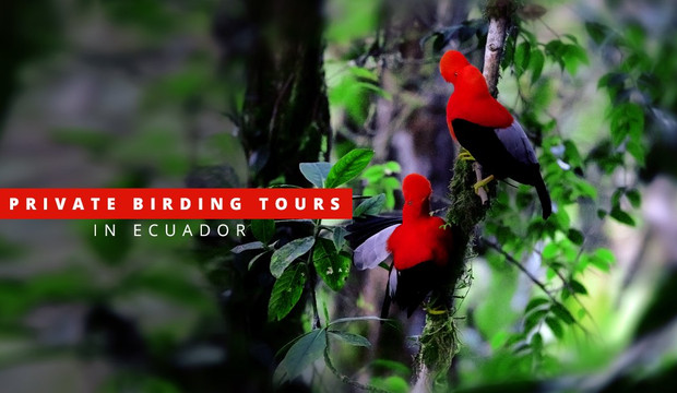 Dana Tours LLC-明多必去景点