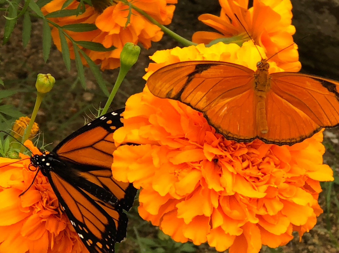 The Arboretum at Flagstaff-弗拉格斯塔夫必去景点