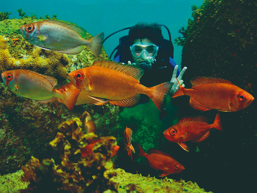 Água Viva Mergulho-弗洛里亚诺波利斯必去景点