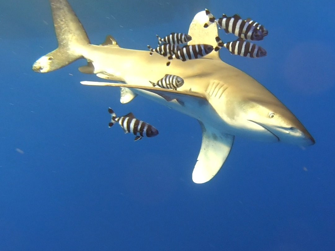 Free Willy Diving-沙姆沙伊赫必去景点