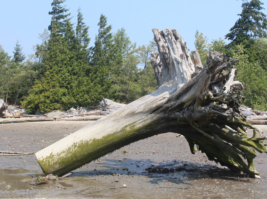 Nexen Beach-斯阔米什必去景点