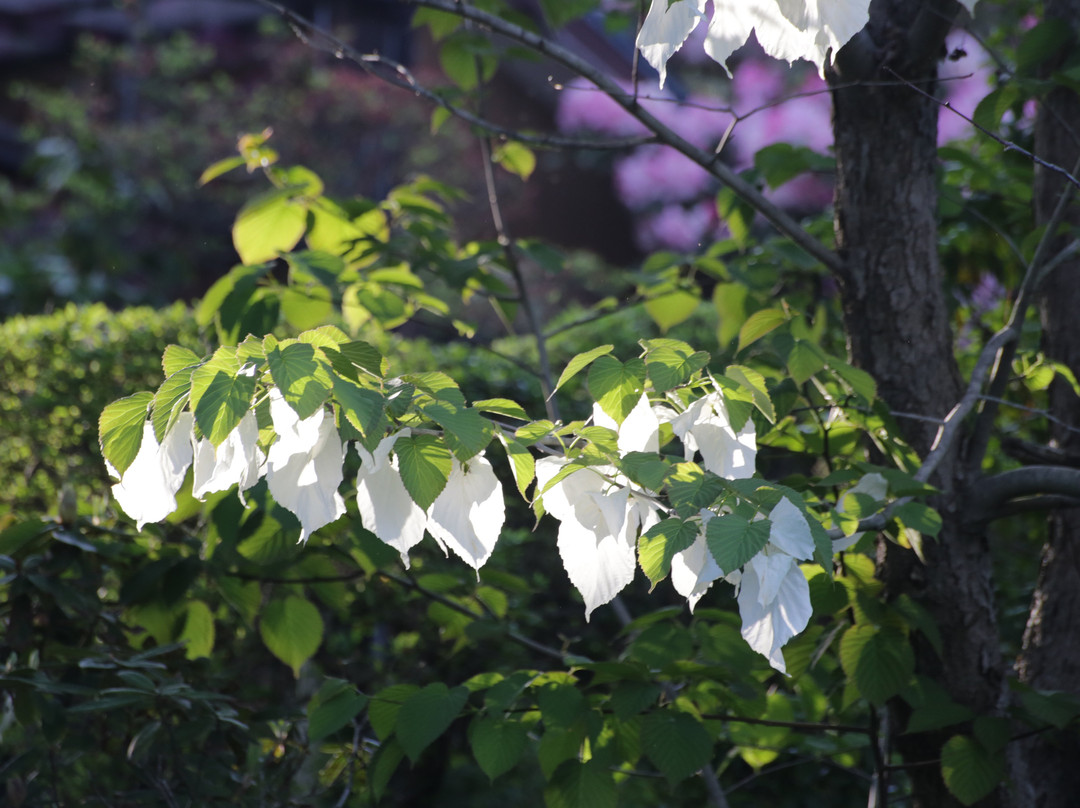 Kanuma Nishikigoi Park-鹿沼市必去景点