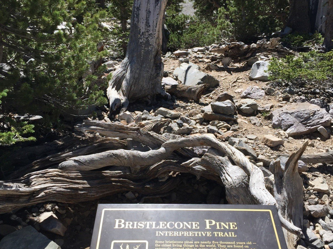 Bristlecone Trails景点图片
