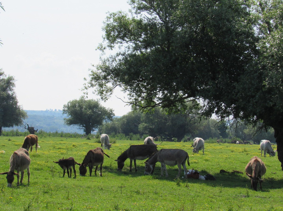 Island of Krcedin-Krcedin必去景点