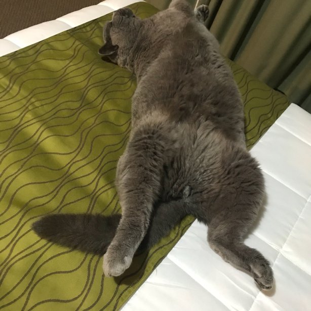 Whispering Sands Beachfront Motel-泳池