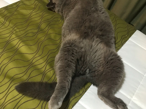 Whispering Sands Beachfront Motel主图