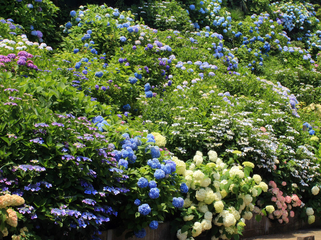 Maegasaki Ajisai Street-流山市必去景点