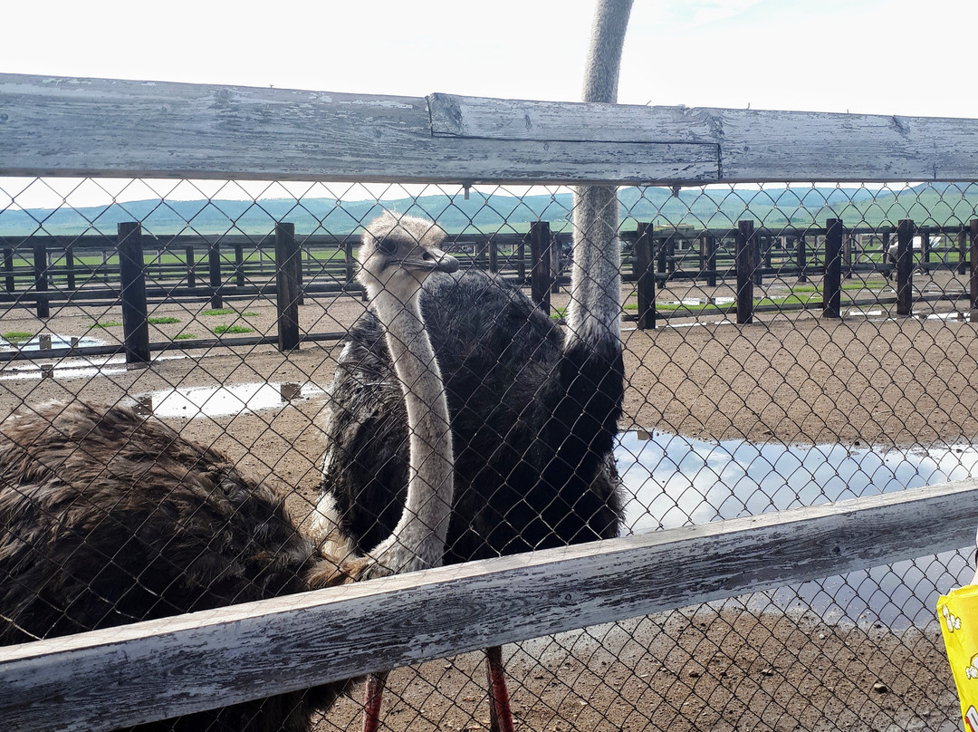 Ostrich Farm Straus Zabaikalya-赤塔必去景点