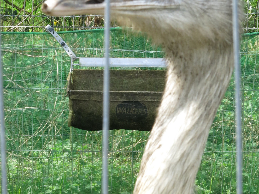 Viaduct Animal Sanctuary景点图片