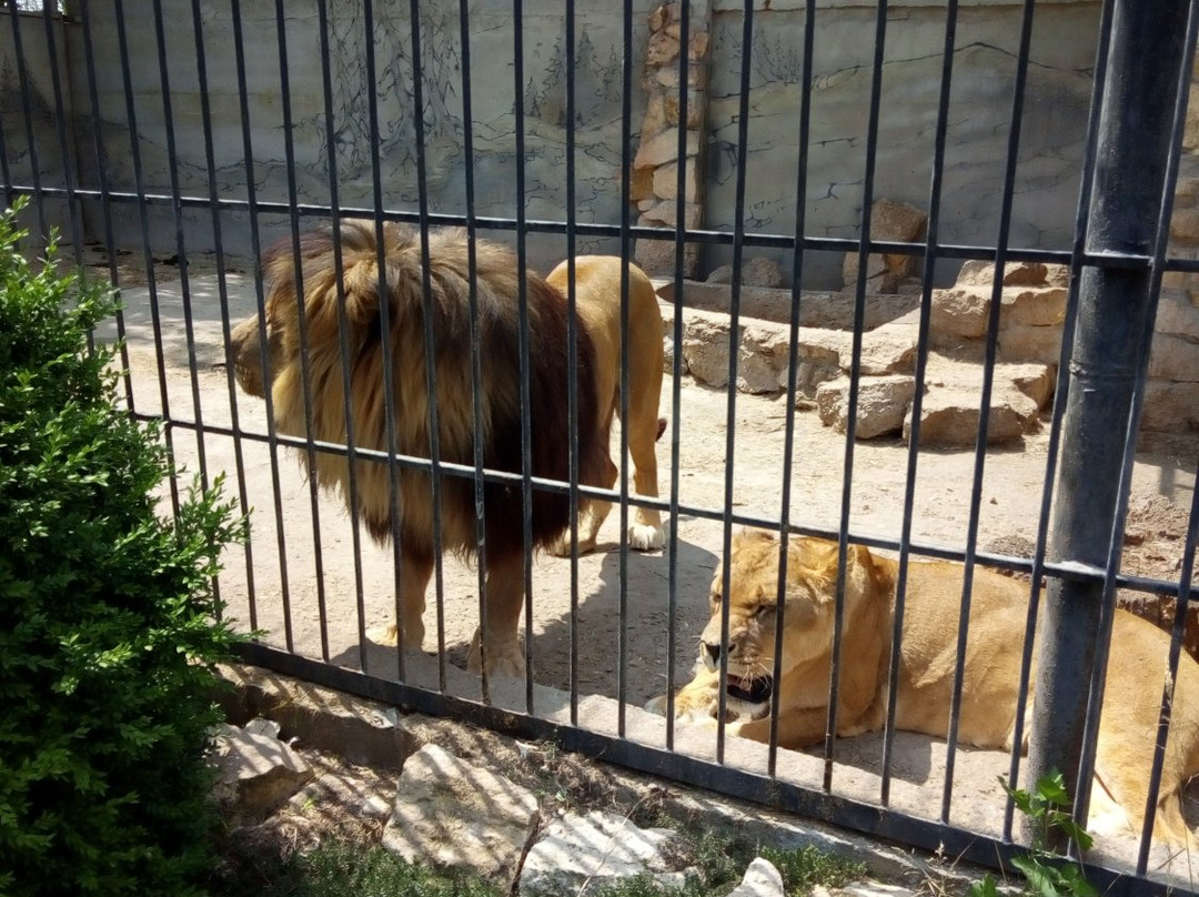 Home Zoo-Vasylivka必去景点