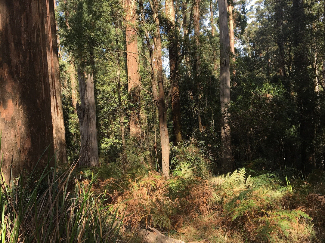 Ferny Creek-Sassafras必去景点