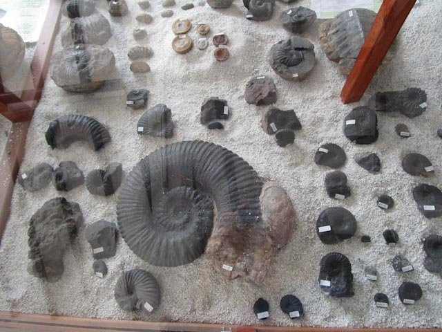Museo El Fosil景点图片