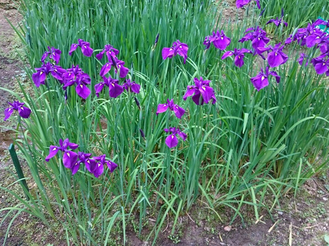 Ranjo Forest-砺波市必去景点