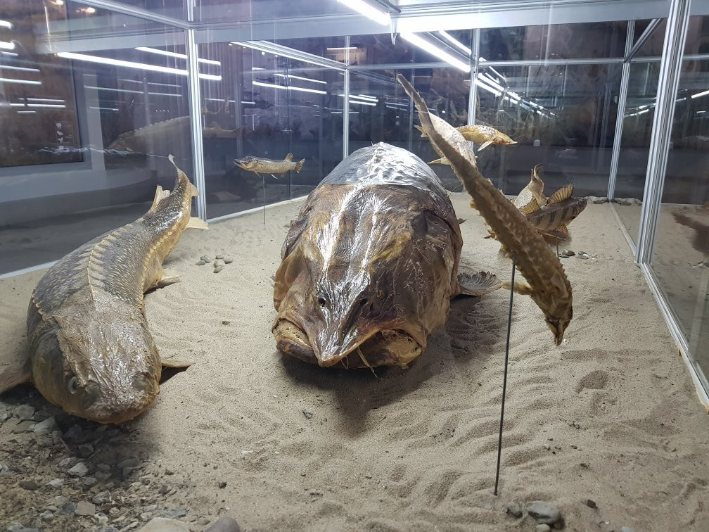 Volgograd Regional Local Lore Museum-伏尔加格勒必去景点
