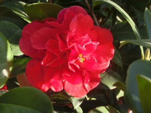 康健园-上海市必去景点