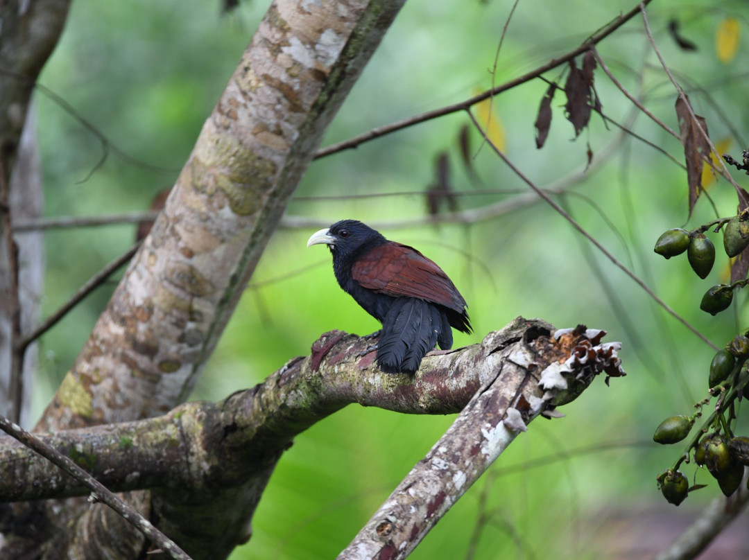 天堂鸟酒店主图
