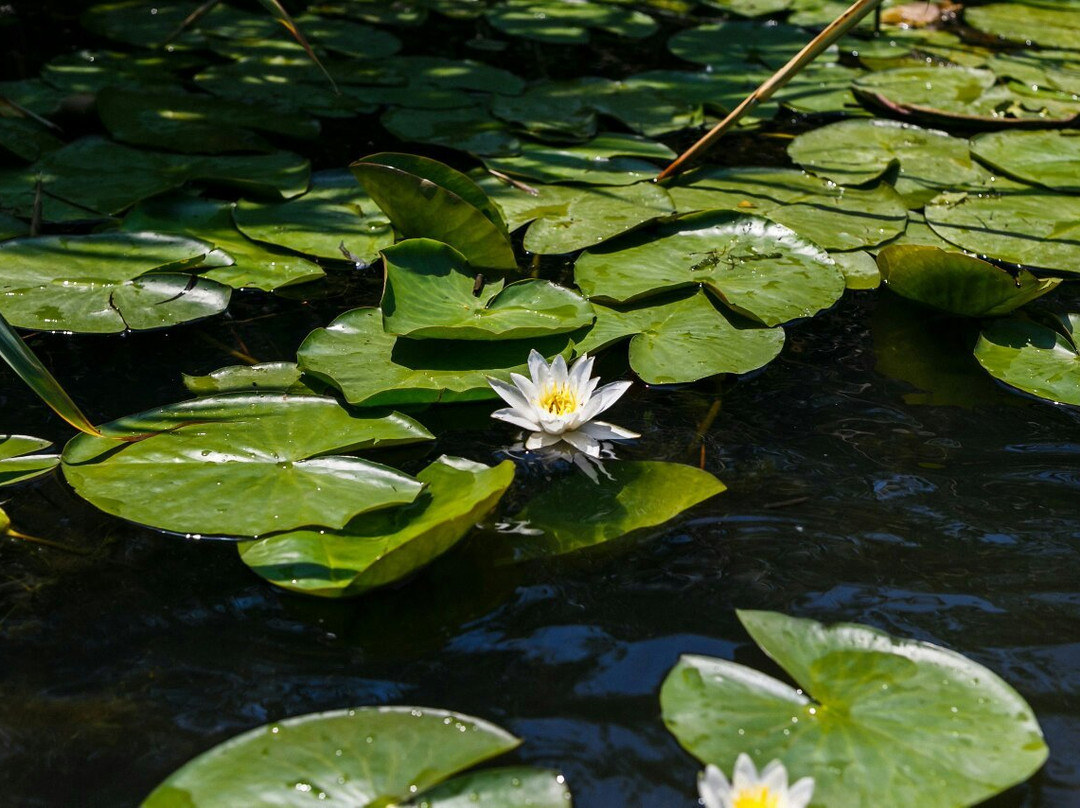 Danube Biospheric Reserve-Vilkovo必去景点