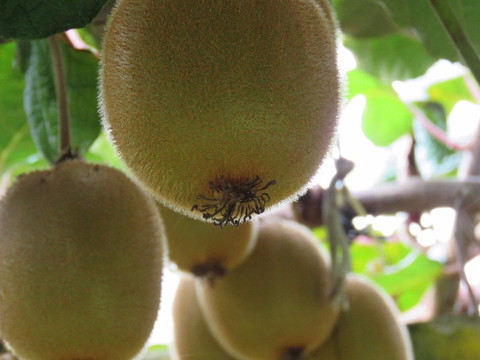 Kiwifruit Country-Paengaroa必去景点