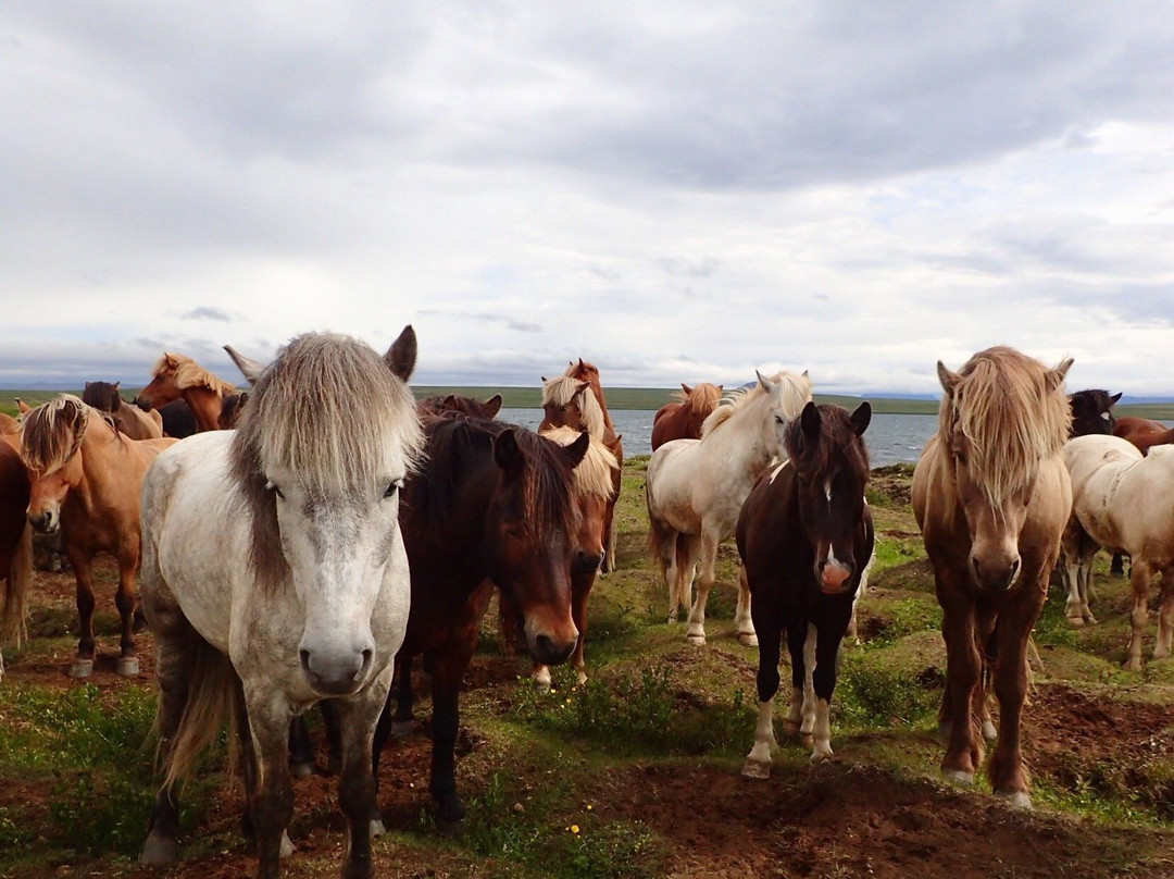 Polar Hestar-阿克雷里必去景点